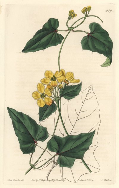 Stygmaphyllon, originaire d