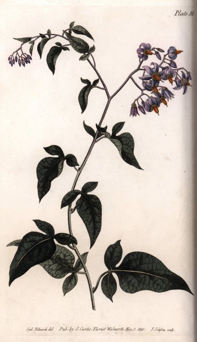 Douce-amère ou morelle douce-amère - Sydenham Teast Edwards