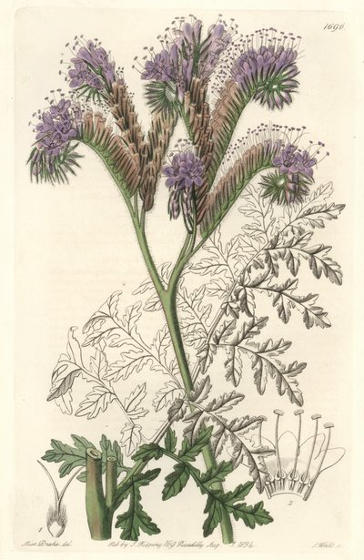 Phacélie à feuilles de tanaisie, originaire de Californie - Gravure par S. Watts d