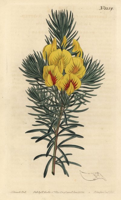 Le cotter ou buisson de miel, Cyclopia genistoides - Sydenham Teast Edwards