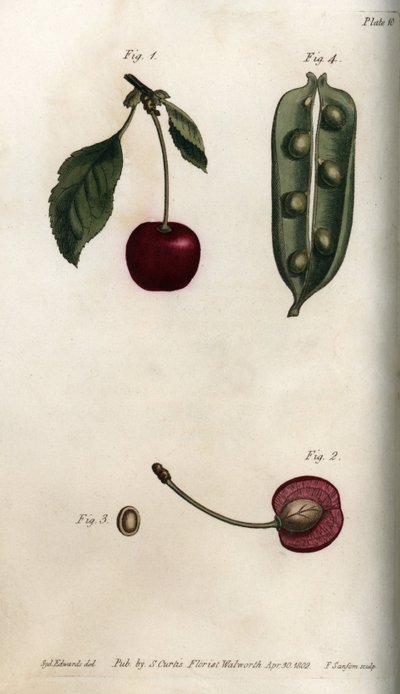 Péricarpe du pois et section du fruit du cerisier (illustration de Sydenham Edwards) - Sydenham Teast Edwards