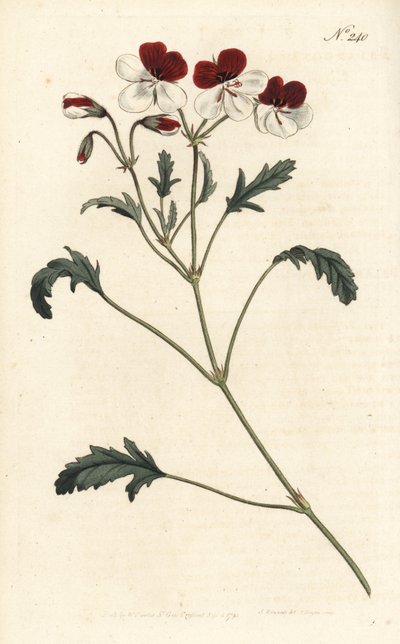 Bec-de-grue tricolore, Pelargonium tricolor. Gravure à la main par Sansom d