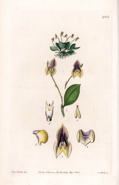 Lepanthe à trois dents - Sydenham Teast Edwards