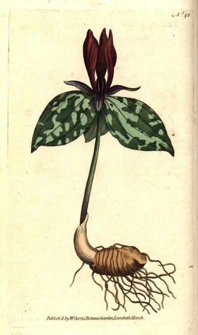 Trille sessile, Trillium sessile. Gravure à la main en couleur d