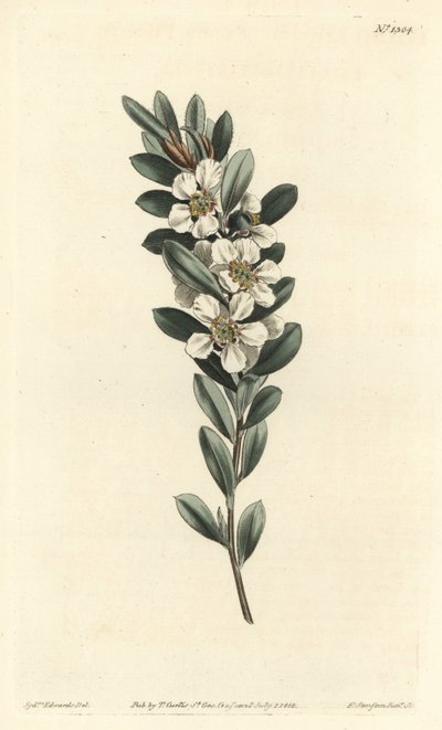 Arbre à thé ou myrte australien - Sydenham Teast Edwards