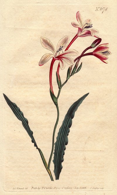 Tritonia à feuilles frisées - Sydenham Teast Edwards