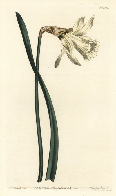 Narcisse trompette - Sydenham Teast Edwards