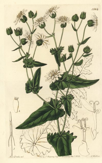 Musc-succory à feuilles de navet, Moscharia pinnatifida (illustration de Sarah Drake, gravure de S. Watts) - Sydenham Teast Edwards
