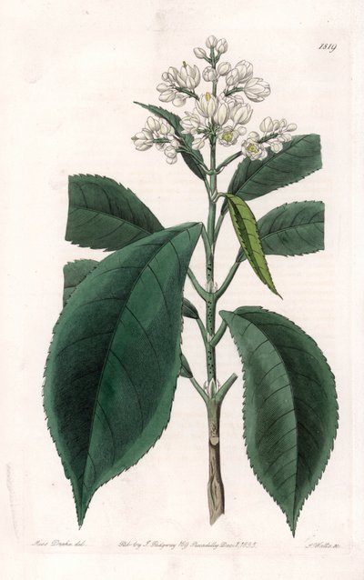 Turpinia Variete - du Botanical Register de Sydenham Edwards - Sydenham Teast Edwards