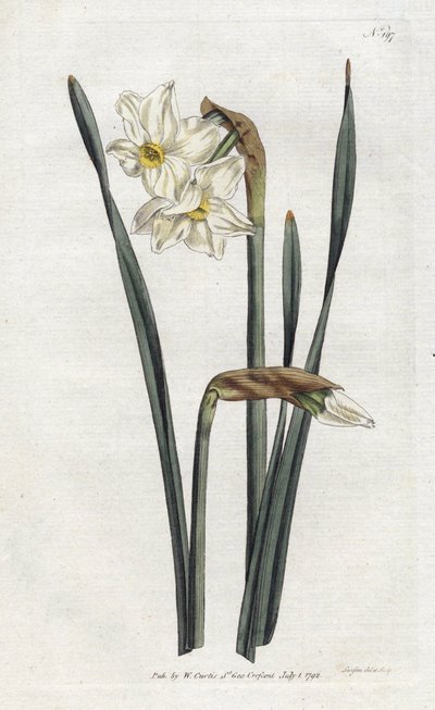 Narcisse à deux fleurs - Sydenham Teast Edwards