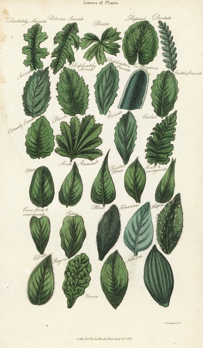 Types de feuilles de plantes. Gravure à la main en cuivre après Sydenham Edwards de la Pantologia de John Mason Good, une nouvelle encyclopédie, G. Kearsley, Londres - Sydenham Teast Edwards