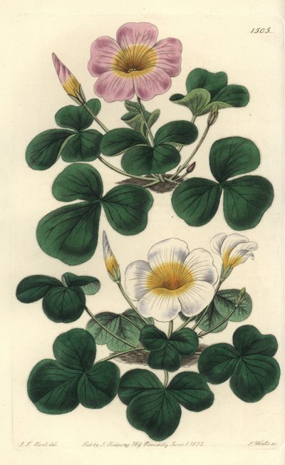 Oxalis variable - Sydenham Teast Edwards
