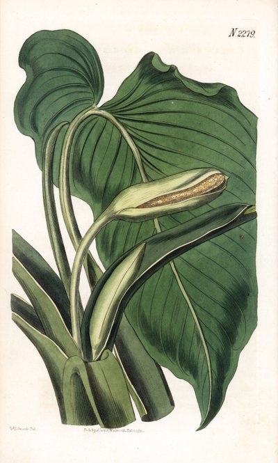 Variété de calla ou arum - Sydenham Teast Edwards