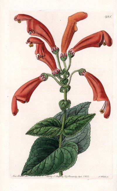 Variete de gesneria, une fleur en tubes - du Botanical Register de Sydenham Edwards - Sydenham Teast Edwards