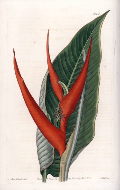 Variété d