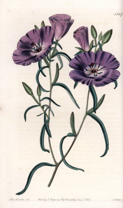Variété de Clarkia, originaire d