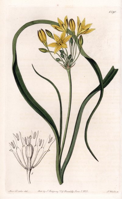 Variété de Triteleia ou brodiaea, à fleurs jaunes, originaire de Californie - Gravure de S. Watts, d