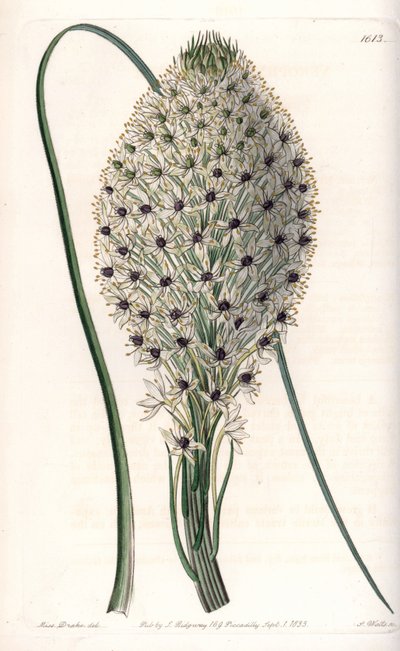 Variété de liliacée (Helonias asphodeloides) - Sydenham Teast Edwards