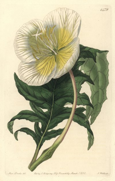 Oenothère - Oenothera anisoloba - Sydenham Teast Edwards