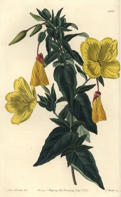 Variété d