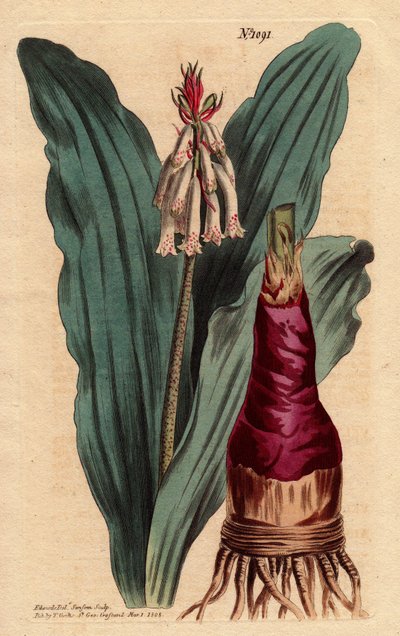Veltheimia à feuilles glauques, un beau lys du Cap de Bonne-Espérance, Veltheimia glauca - Sydenham Teast Edwards