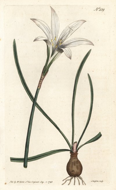 Amaryllis de Virginie - Lis d