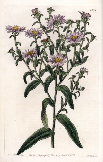Aster de Virginie ou Récolteur - Sydenham Teast Edwards
