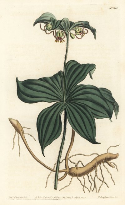 Médéole de Virginie - Sydenham Teast Edwards