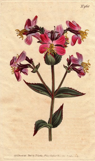 Rhexia de Virginie, avec fleurs roses et mauves - Sydenham Teast Edwards