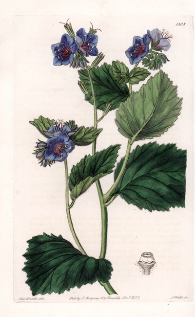Phacélie visqueuse - Planche gravée par S. Watts, d