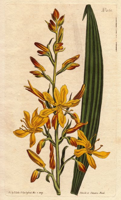 Wachendorfia thyrsiflora - Sydenham Teast Edwards