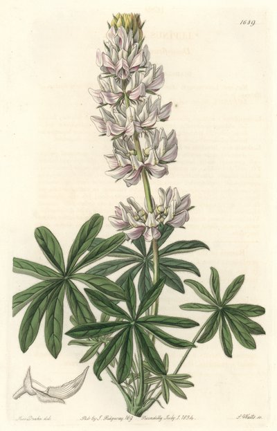 Lupin à fleurs blanches (Lupinus microcarpus), originaire de Californie (illustration de Sarah Anne Drake) - Sydenham Teast Edwards