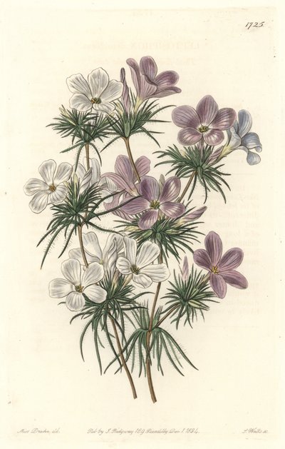 Leptosiphon blanc et violet - du Botanical Register - Sydenham Teast Edwards