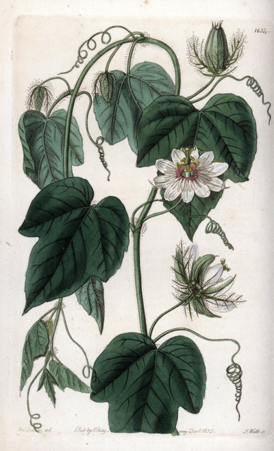 Passiflore à fleurs blanches - Sydenham Teast Edwards