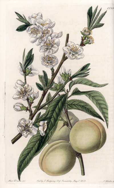 Pêcher blanc - Sydenham Teast Edwards