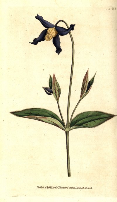 Clématite à feuilles entières - Clematis integrifolia. Gravure à la main en couleur d