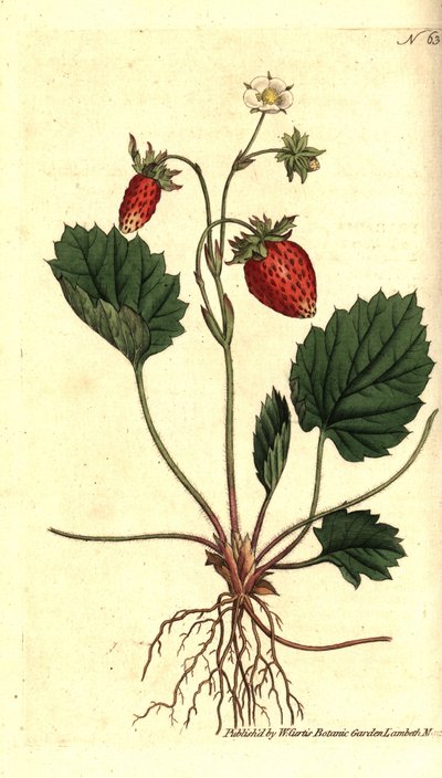 Fraise des bois, Fragaria vesca - Sydenham Teast Edwards