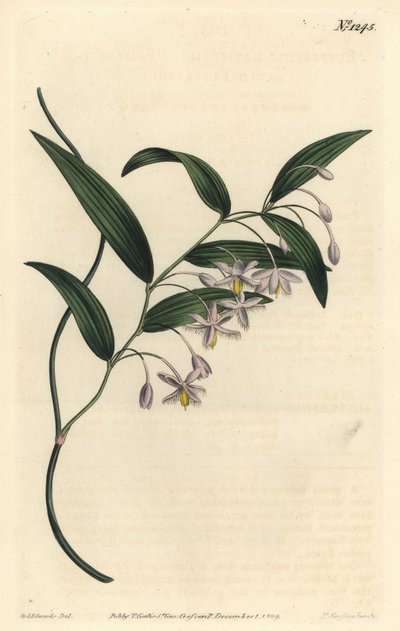 Eustrephus latifolius - Sydenham Teast Edwards