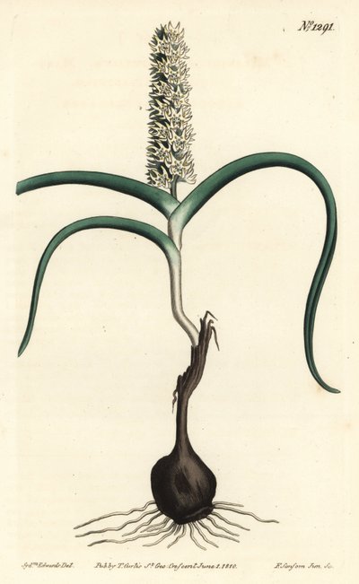 Wurmbea monopetala (illustration de Sydenham Edwards, gravure de F. Sansom Jr.) - Sydenham Teast Edwards