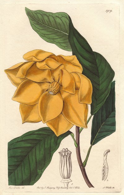 Magnolia à fleurs jaunes, originaire de Java (Indonésie) - Gravure par S. Watts d