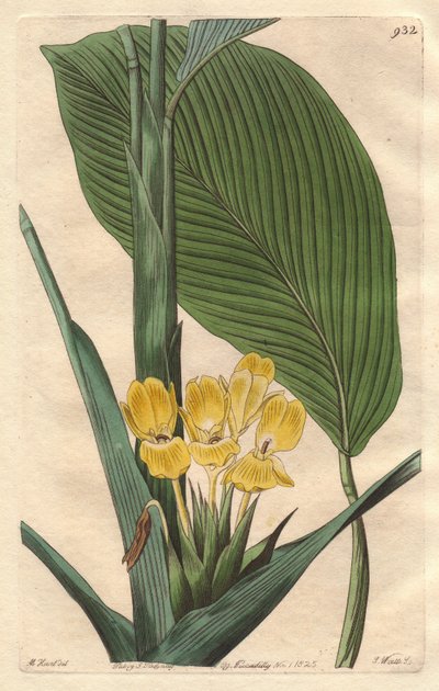 Calathea à fleurs jaunes, originaire du Brésil - du Botanical Register - Sydenham Teast Edwards