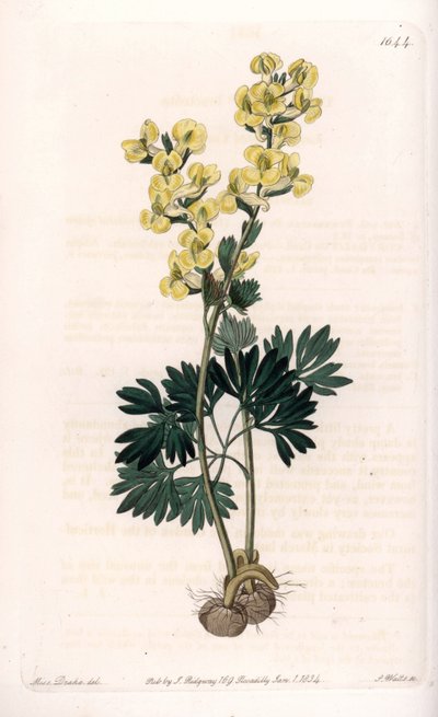 Corydale à fleurs jaunes variété - Sydenham Teast Edwards