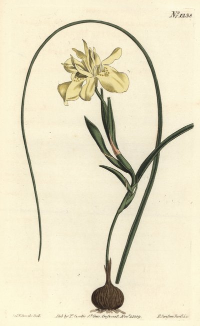 Moraea à racine comestible jaune, Moraea fugax (Moraea edulis). Gravure sur cuivre coloriée à la main par F. Sansom Jr. d