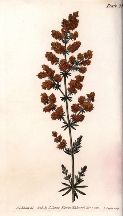 Gaillet jaune ou quail à lait jaune - Sydenham Teast Edwards