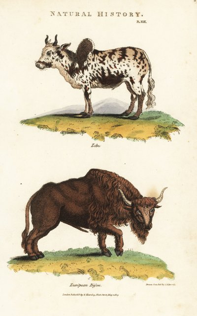 Zébu et bison - Sydenham Teast Edwards
