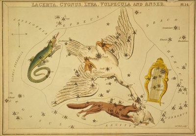 Lacerta, Cygnus, Lyra, Vulpecula et Anser, illustration de 