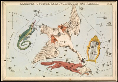 Lacerta, Cygnus, Lyra, Vulpecula et Anser, c.1825 - Sydney Hall