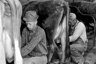 Stagiaire en agriculture apprenant à traire les vaches au North Carolina Industrial Training Center - Ted Spiegel