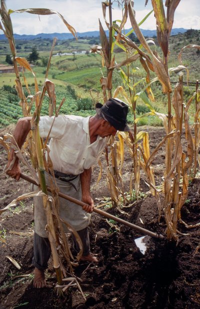 Benigno Marin, un fermier, travaillant dans un champ en Colombie - Ted Spiegel
