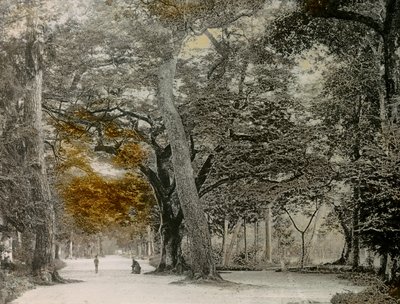 Arbres centenaires dans le parc de Shimogamo, Kyoto, vers 1900 - 1915 (photographie) - Teijiro Takagi